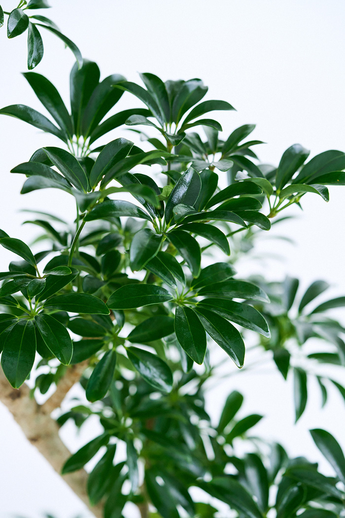 観葉植物 シェフレラ コンパクタ曲がり 一点もの（10号鉢）の写真8枚目