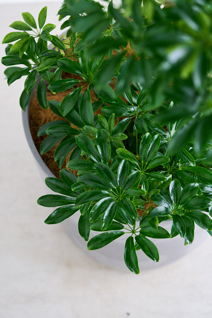 観葉植物 シェフレラ コンパクタ曲がり 一点もの（10号鉢）の写真9枚目