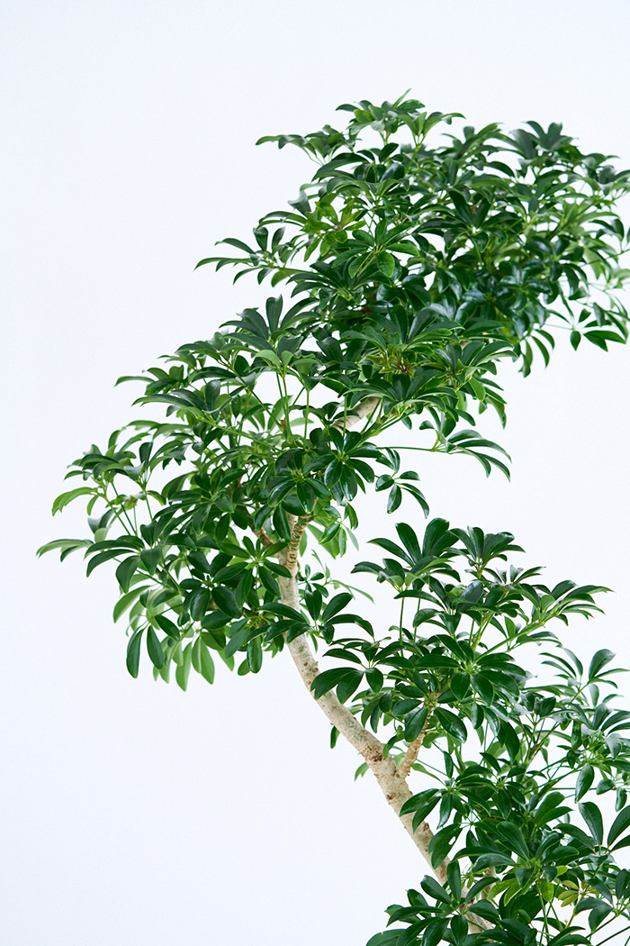 観葉植物 シェフレラ コンパクタ曲がり 一点もの（10号鉢）の写真11枚目