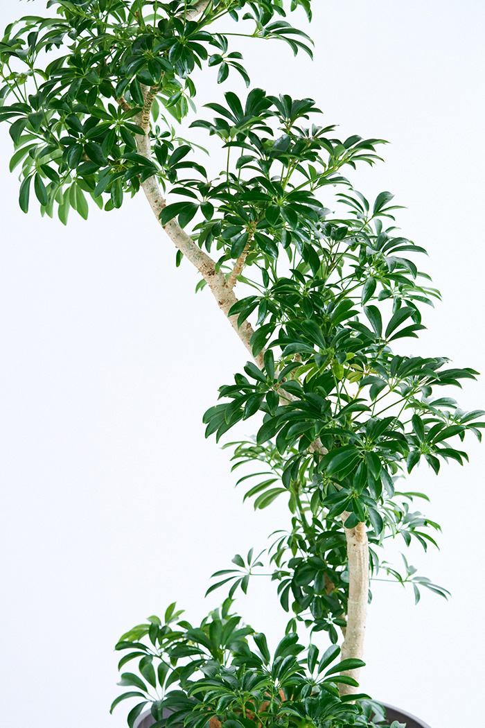 観葉植物 シェフレラ コンパクタ曲がり 一点もの（10号鉢）の写真12枚目