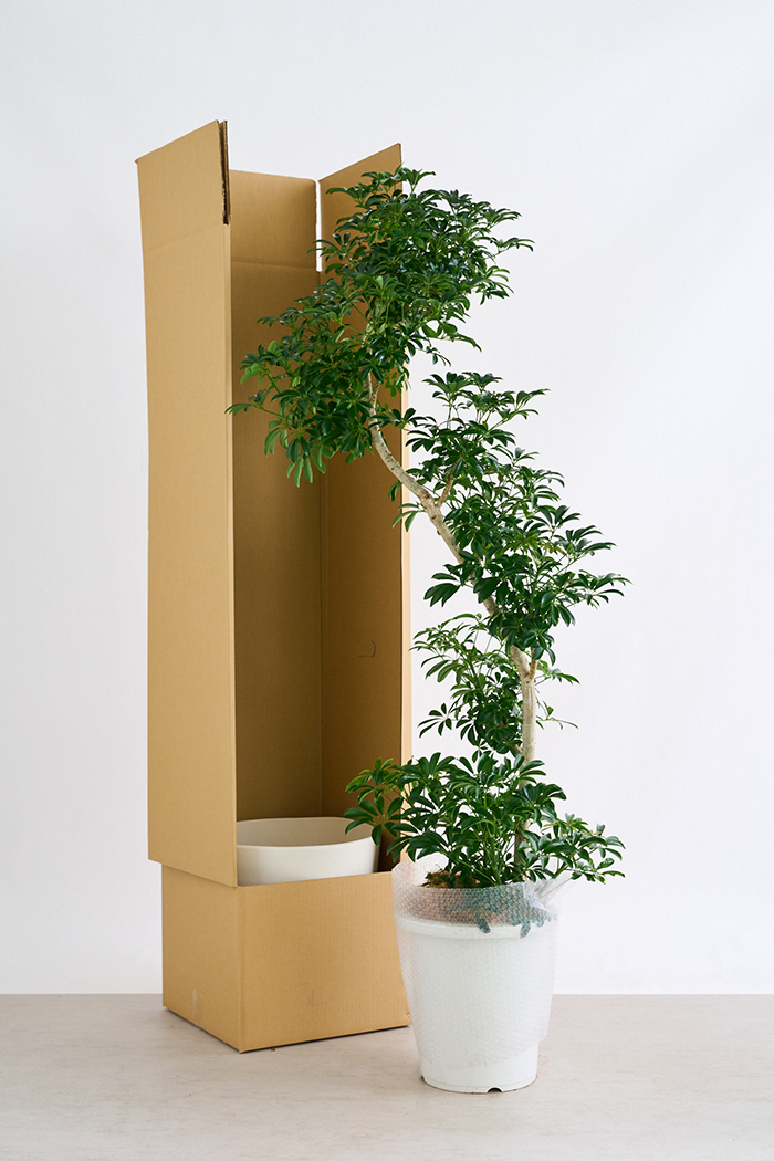 観葉植物 シェフレラ コンパクタ曲がり 一点もの（10号鉢）の写真15枚目
