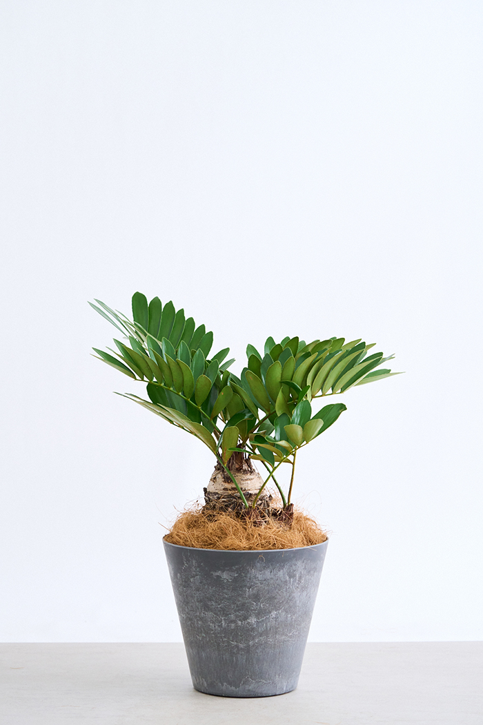 観葉植物 ザミア フルフラセア 一点もの（8号鉢）の写真1枚目