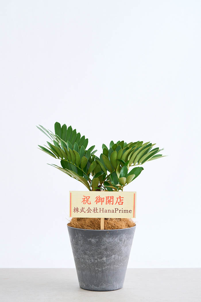 観葉植物 ザミア フルフラセア 一点もの（8号鉢）の写真2枚目