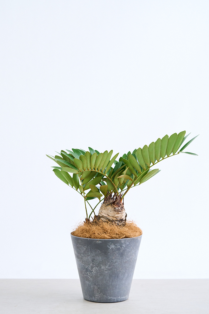 観葉植物 ザミア フルフラセア 一点もの（8号鉢）の写真3枚目