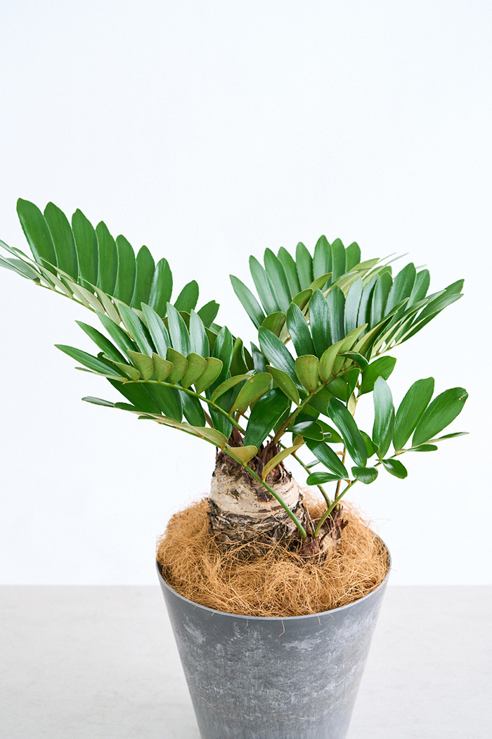 観葉植物 ザミア フルフラセア 一点もの（8号鉢）の写真4枚目