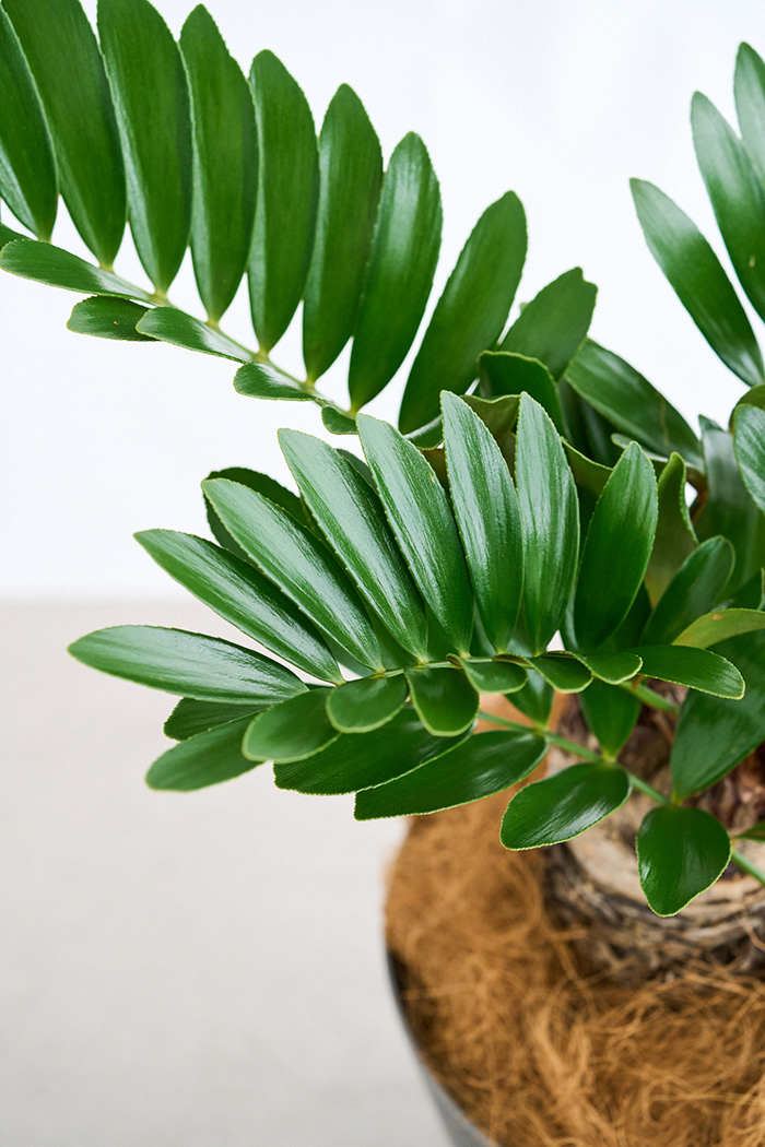 観葉植物 ザミア フルフラセア 一点もの（8号鉢）の写真5枚目