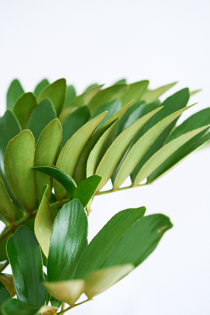 観葉植物 ザミア フルフラセア 一点もの（8号鉢）の写真6枚目