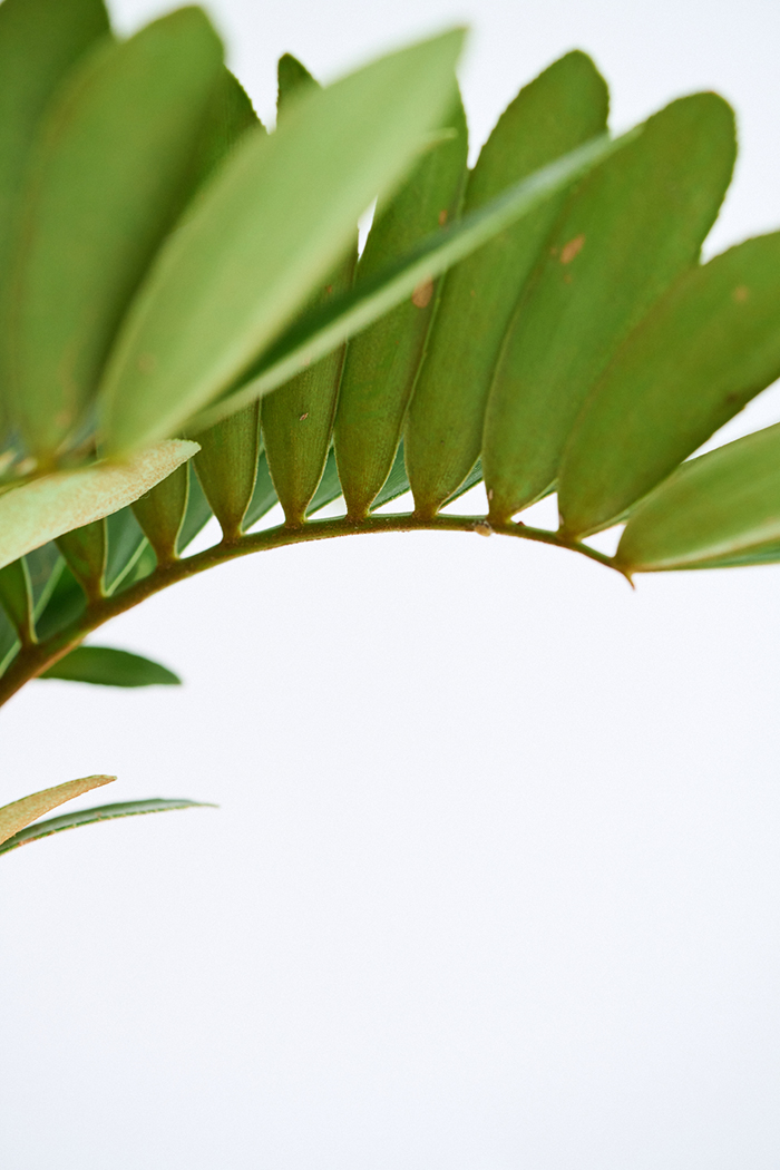 観葉植物 ザミア フルフラセア 一点もの（8号鉢）の写真7枚目