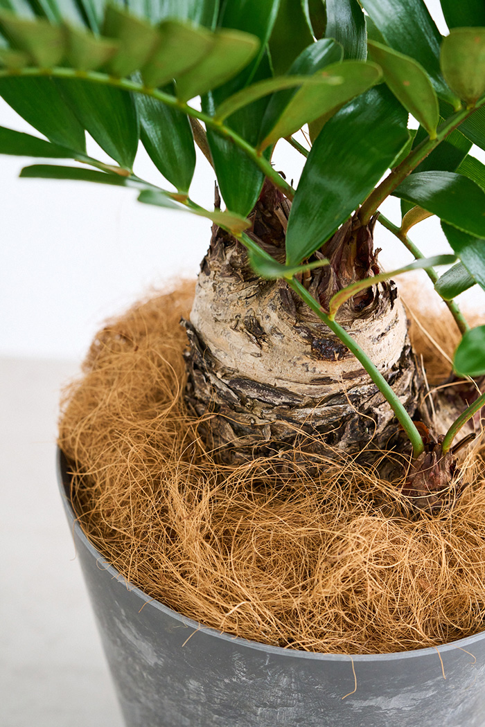 観葉植物 ザミア フルフラセア 一点もの（8号鉢）の写真8枚目