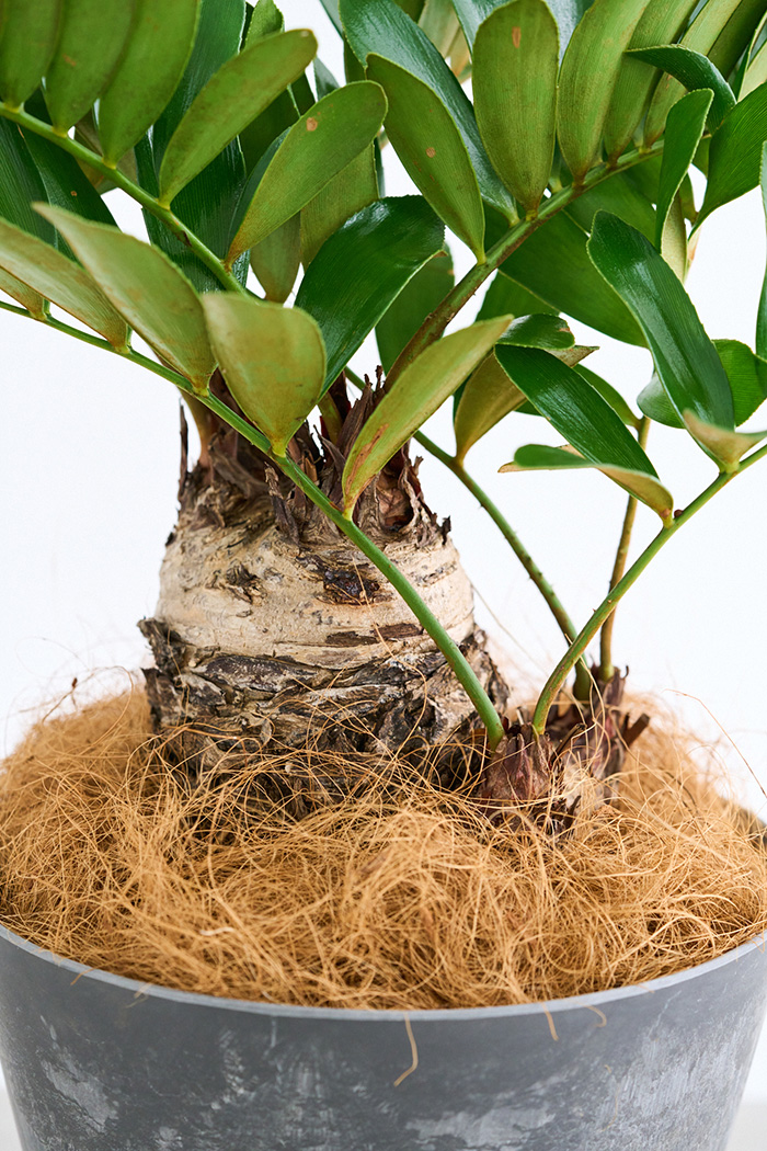 観葉植物 ザミア フルフラセア 一点もの（8号鉢）の写真9枚目