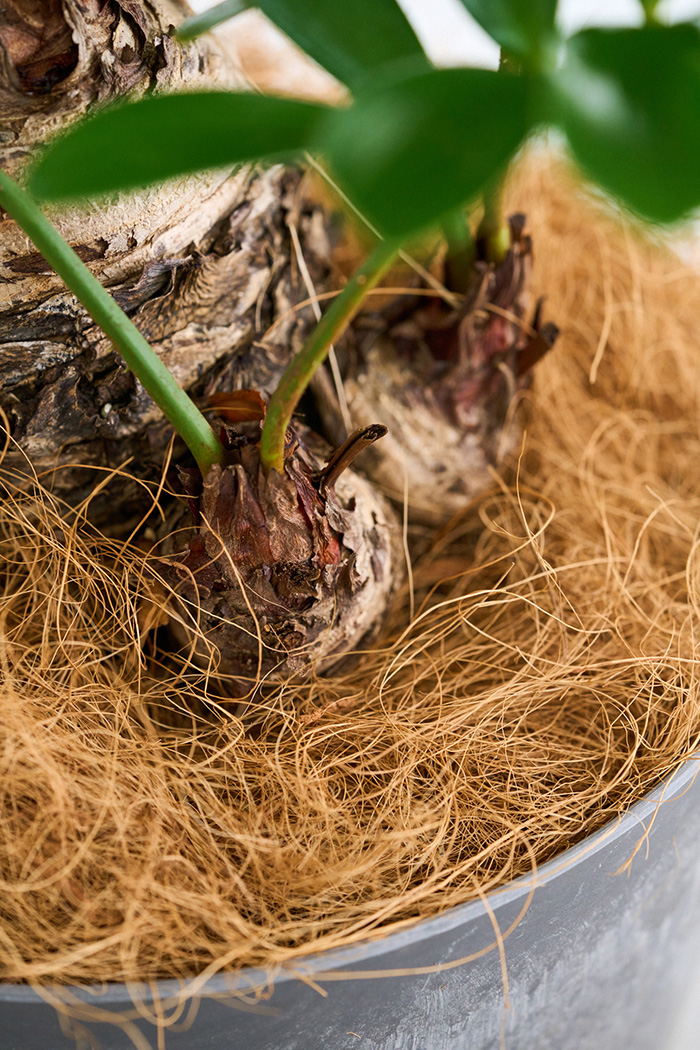 観葉植物 ザミア フルフラセア 一点もの（8号鉢）の写真10枚目