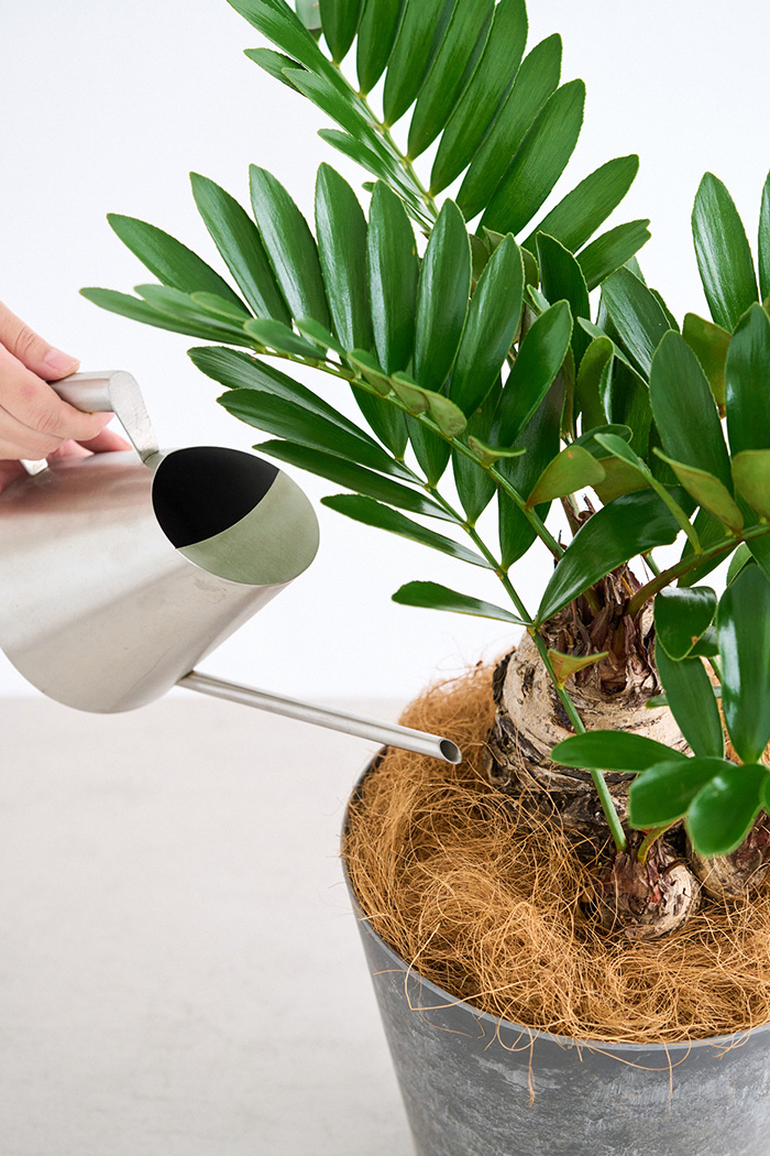 観葉植物 ザミア フルフラセア 一点もの（8号鉢）の写真11枚目