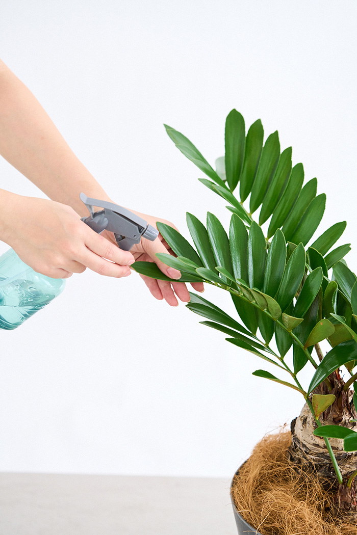 観葉植物 ザミア フルフラセア 一点もの（8号鉢）の写真12枚目
