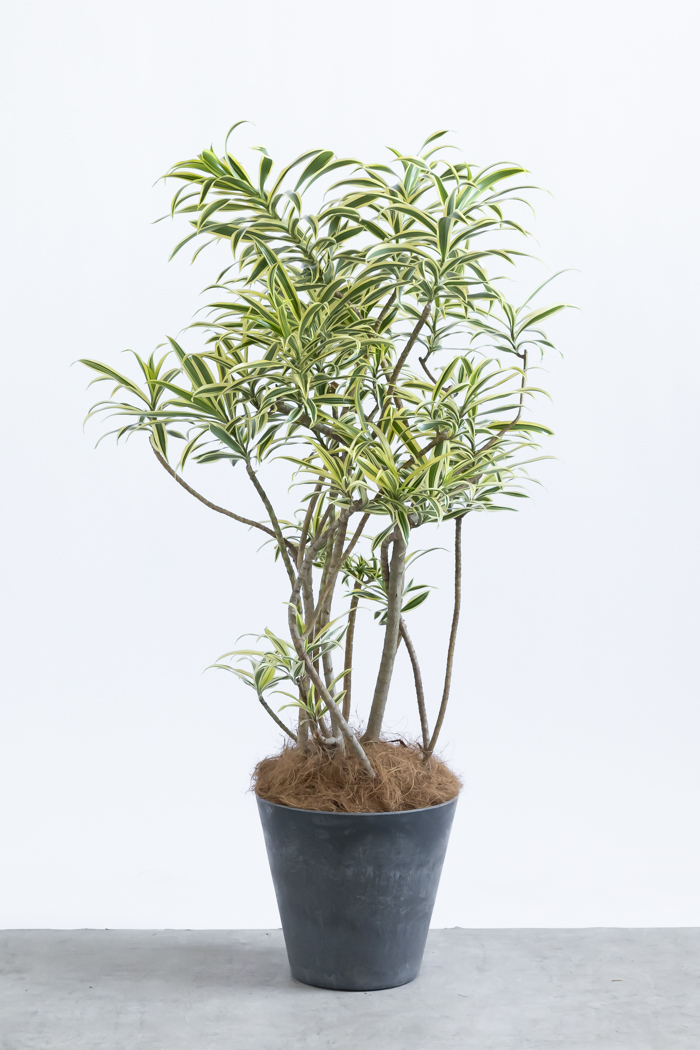 観葉植物 ドラセナ ソングオブインディア（8号鉢）の写真1枚目