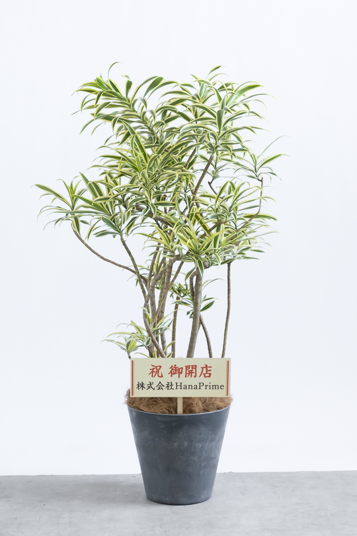 観葉植物 ドラセナ ソングオブインディア（8号鉢）の写真2枚目