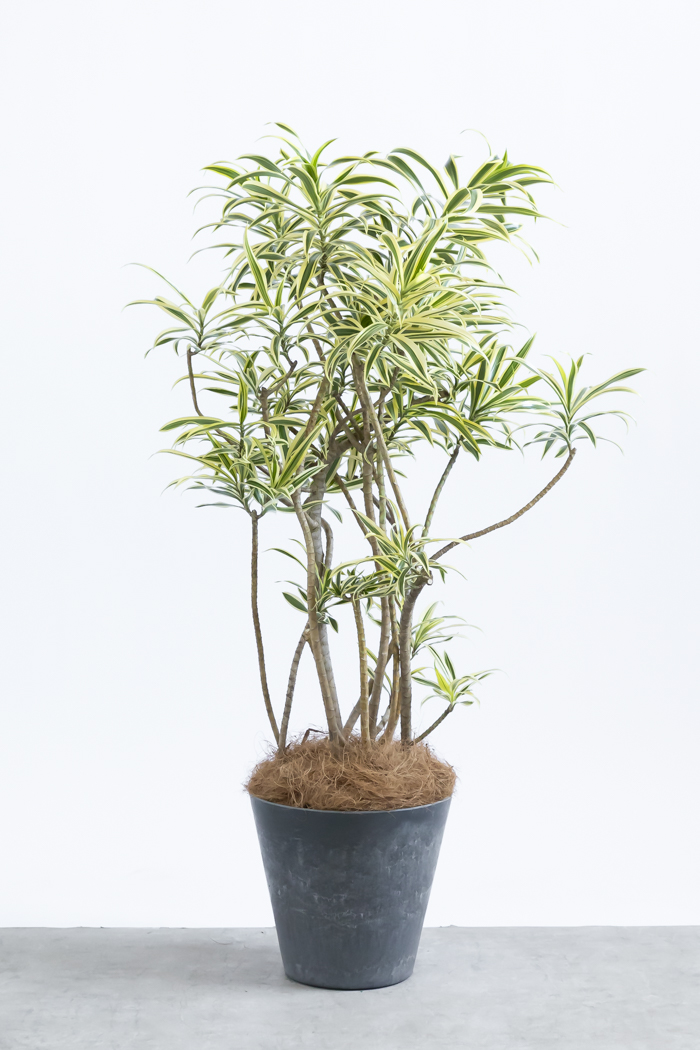 観葉植物 ドラセナ ソングオブインディア（8号鉢）の写真3枚目
