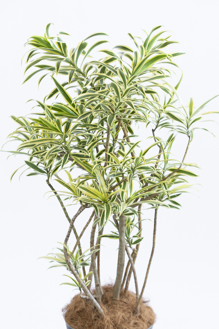 観葉植物 ドラセナ ソングオブインディア（8号鉢）の写真4枚目