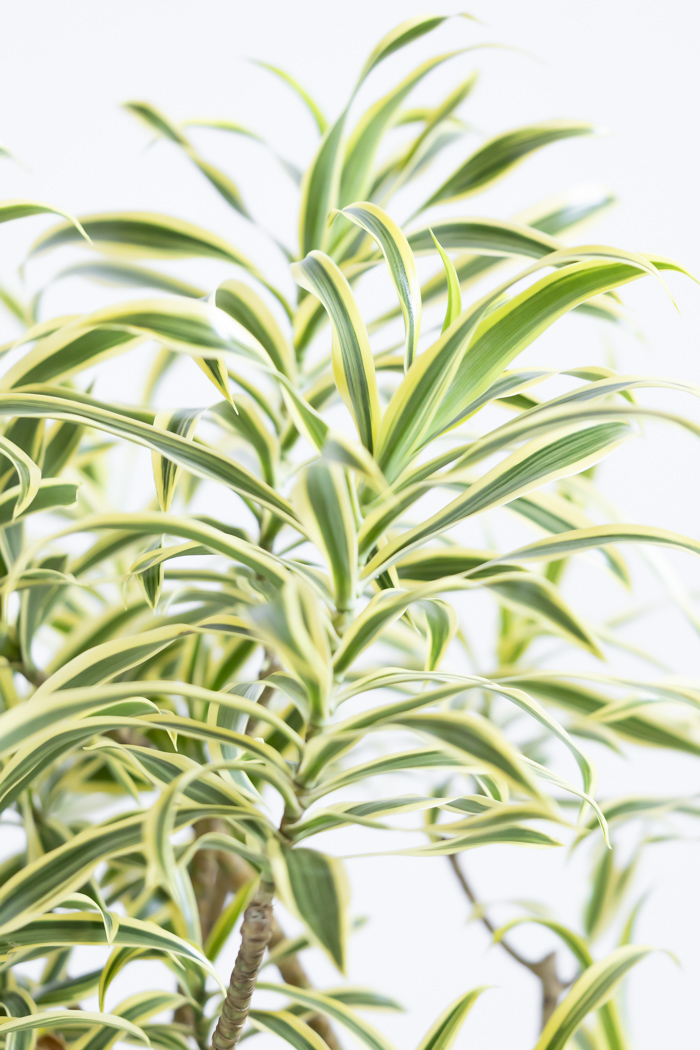 観葉植物 ドラセナ ソングオブインディア（8号鉢）の写真5枚目