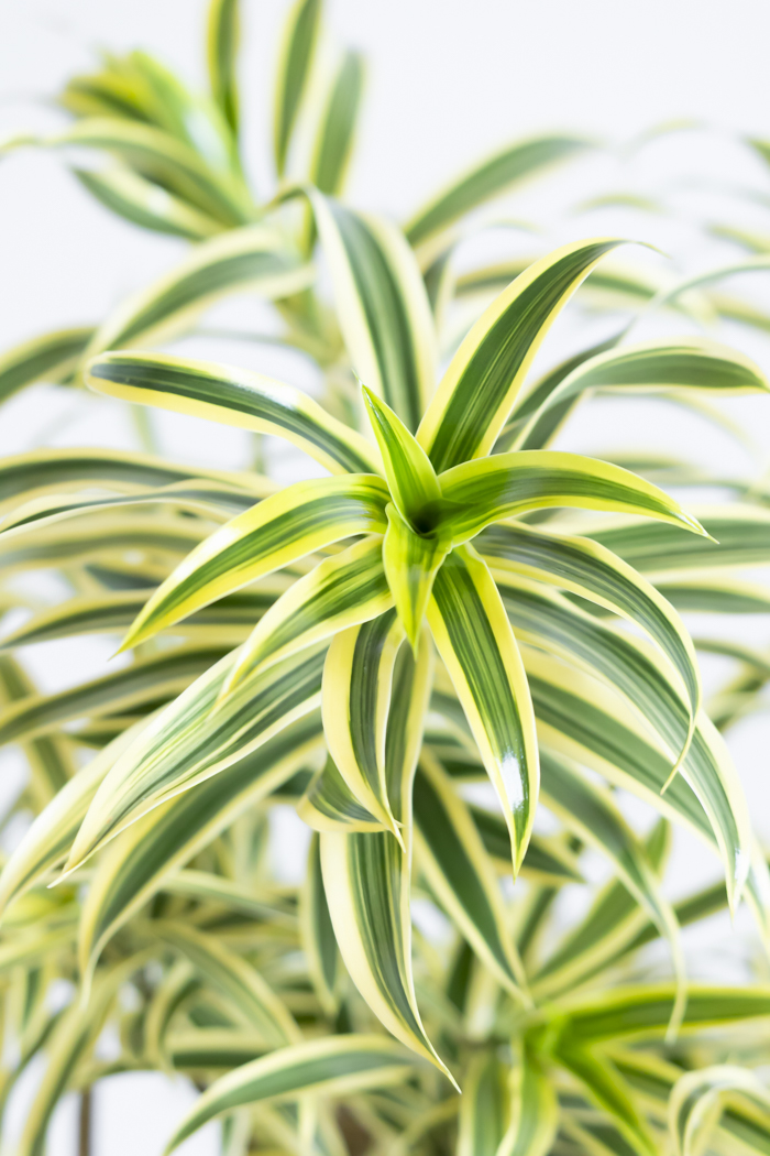 観葉植物 ドラセナ ソングオブインディア（8号鉢）の写真6枚目