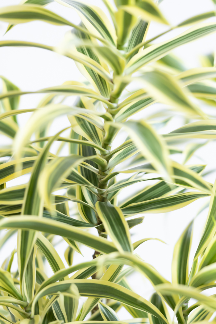 観葉植物 ドラセナ ソングオブインディア（8号鉢）の写真7枚目
