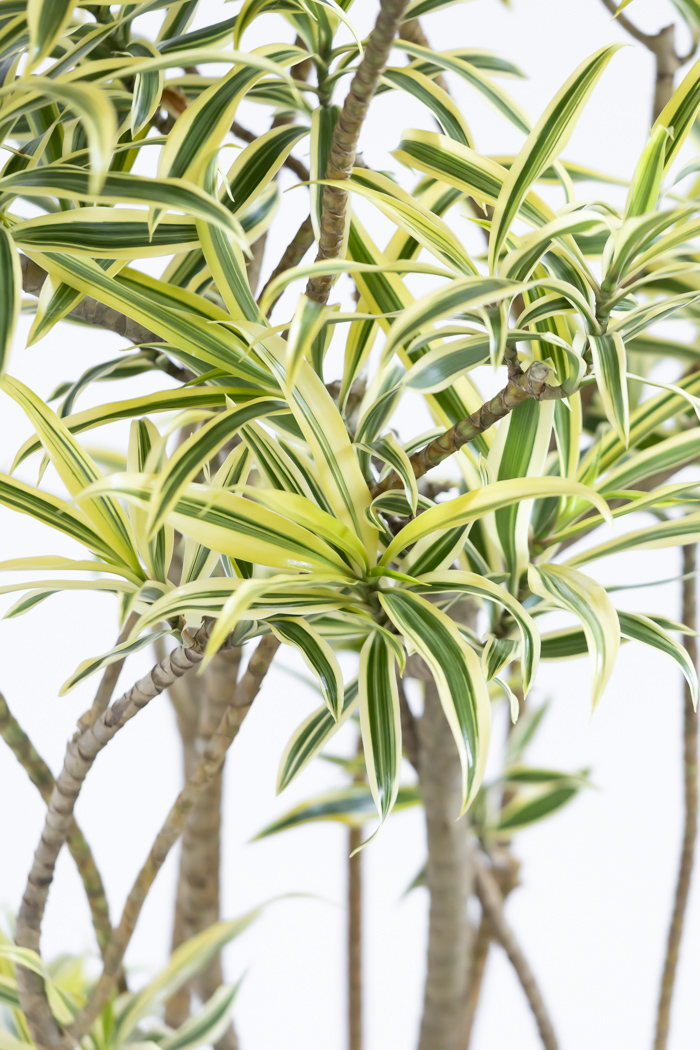 観葉植物 ドラセナ ソングオブインディア（8号鉢）の写真8枚目