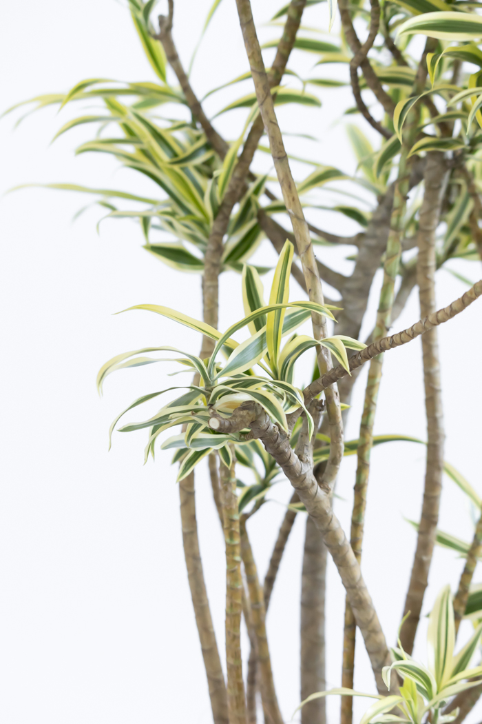 観葉植物 ドラセナ ソングオブインディア（8号鉢）の写真9枚目