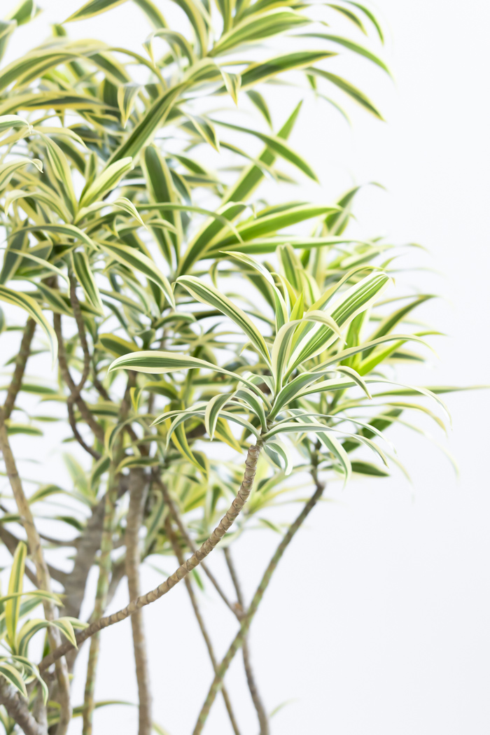 観葉植物 ドラセナ ソングオブインディア（8号鉢）の写真10枚目