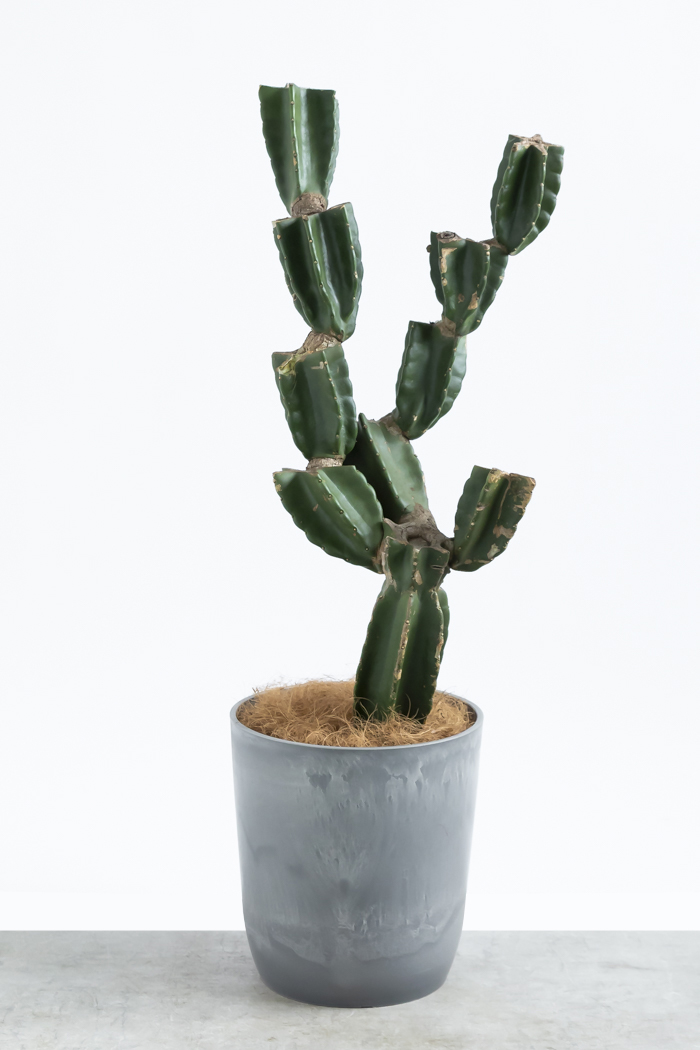 観葉植物 柱サボテン ブランチ 一点もの(A)（8号鉢）の写真1枚目