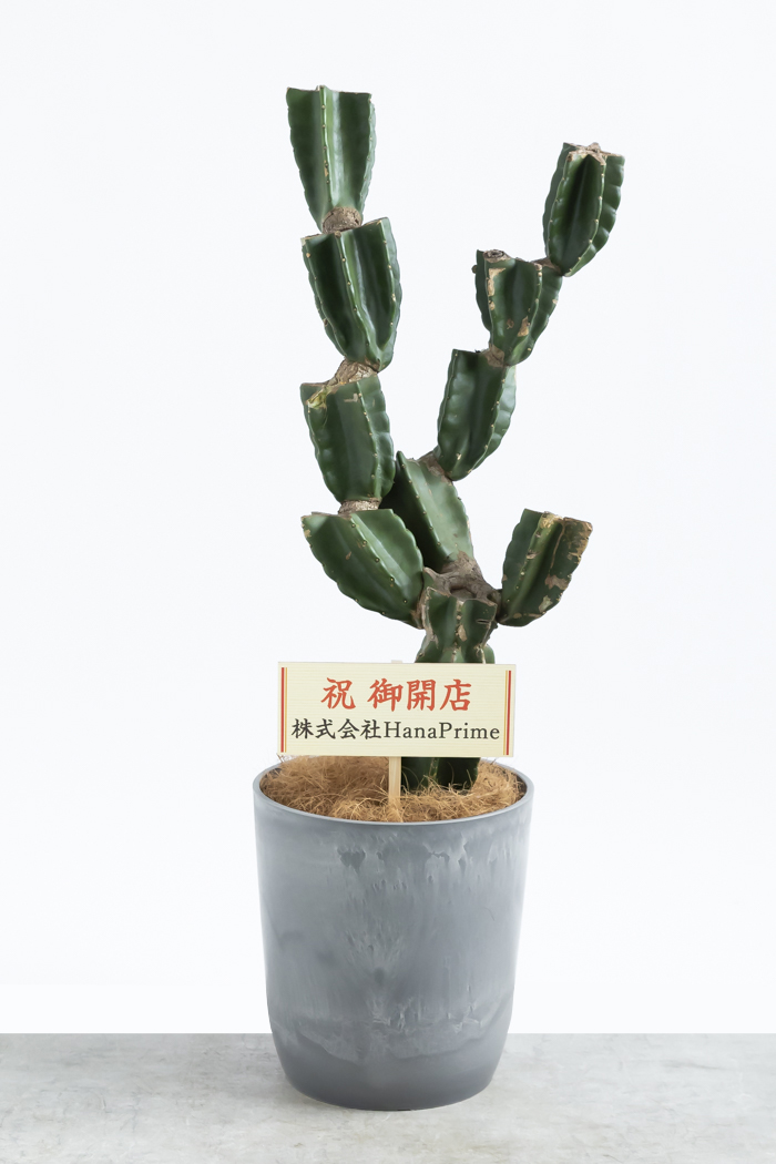 観葉植物 柱サボテン ブランチ 一点もの(A)（8号鉢）の写真2枚目