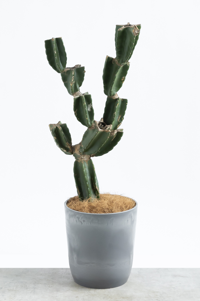 観葉植物 柱サボテン ブランチ 一点もの(A)（8号鉢）の写真3枚目