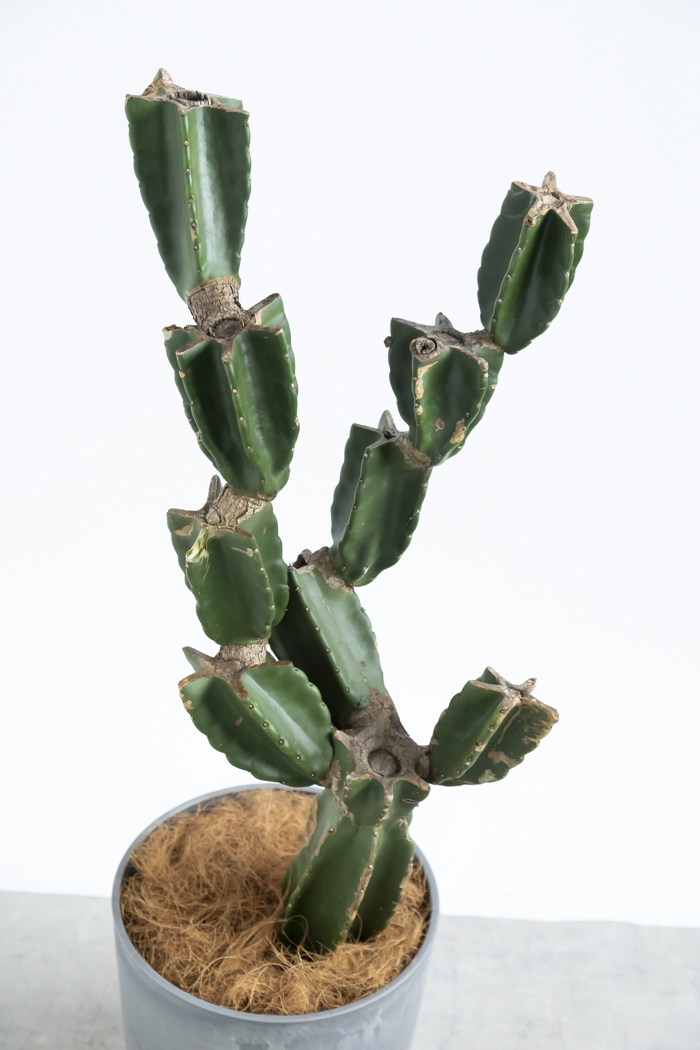 観葉植物 柱サボテン ブランチ 一点もの(A)（8号鉢）の写真4枚目