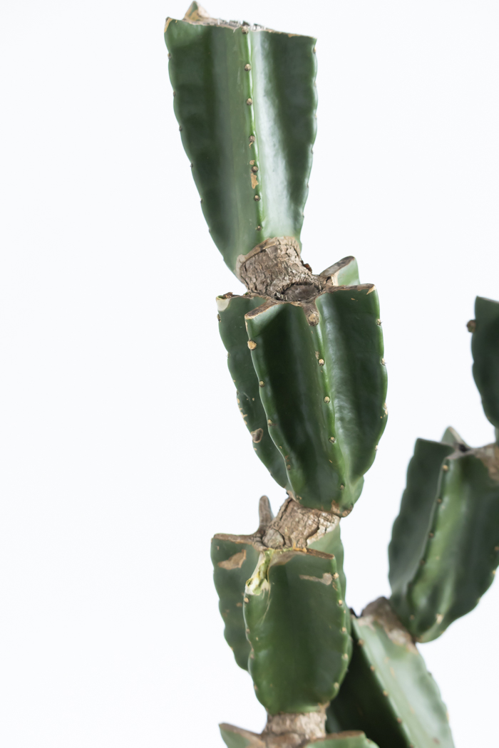 観葉植物 柱サボテン ブランチ 一点もの(A)（8号鉢）の写真6枚目