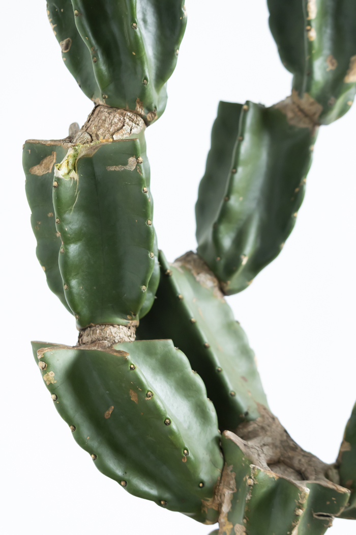 観葉植物 柱サボテン ブランチ 一点もの(A)（8号鉢）の写真7枚目