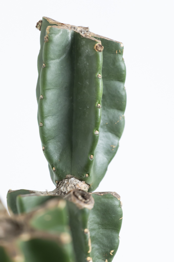 観葉植物 柱サボテン ブランチ 一点もの(A)（8号鉢）の写真8枚目