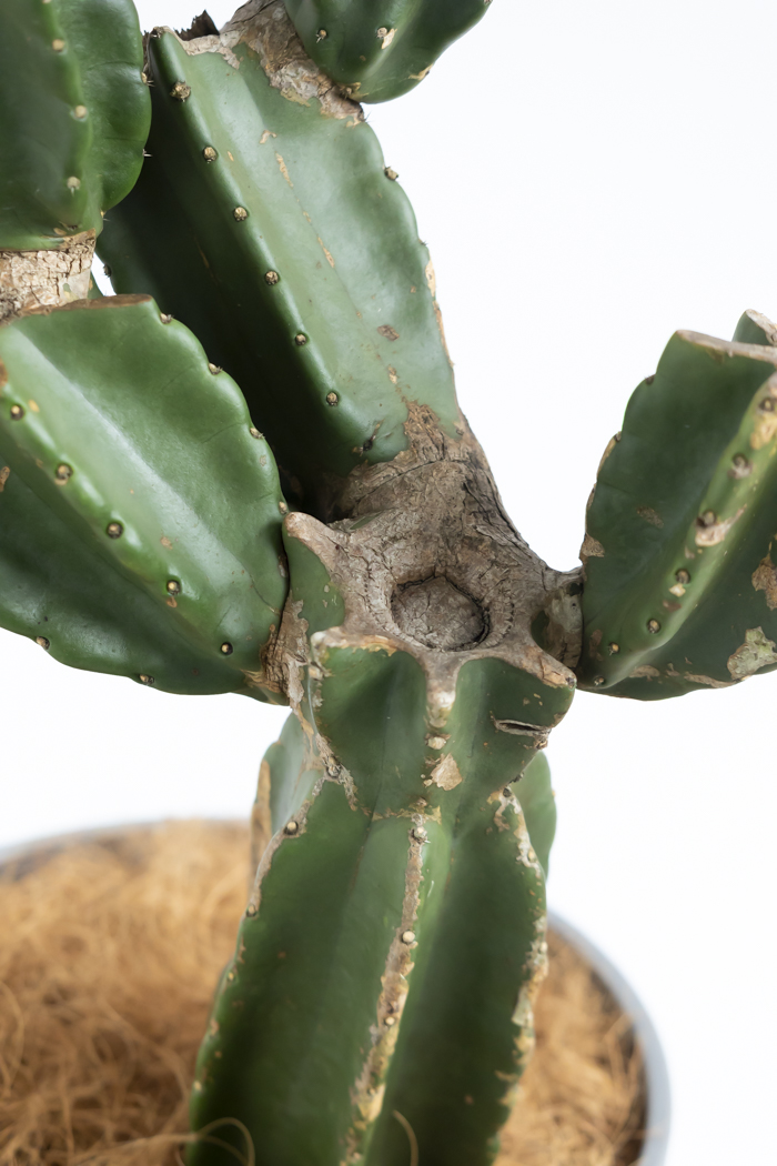 観葉植物 柱サボテン ブランチ 一点もの(A)（8号鉢）の写真10枚目