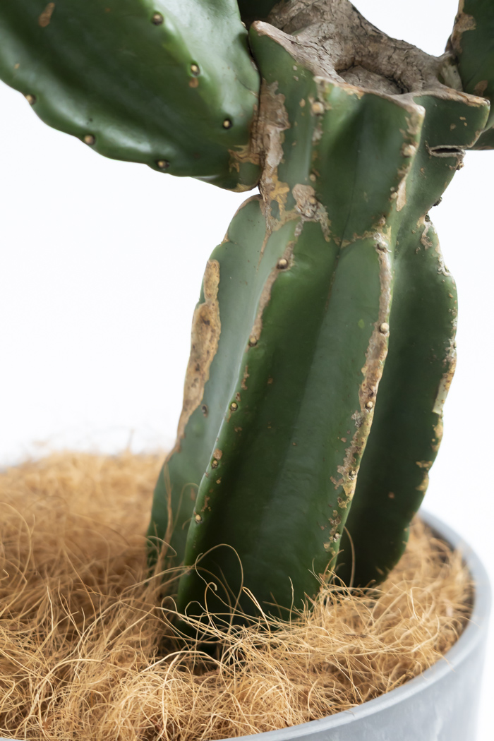観葉植物 柱サボテン ブランチ 一点もの(A)（8号鉢）の写真12枚目