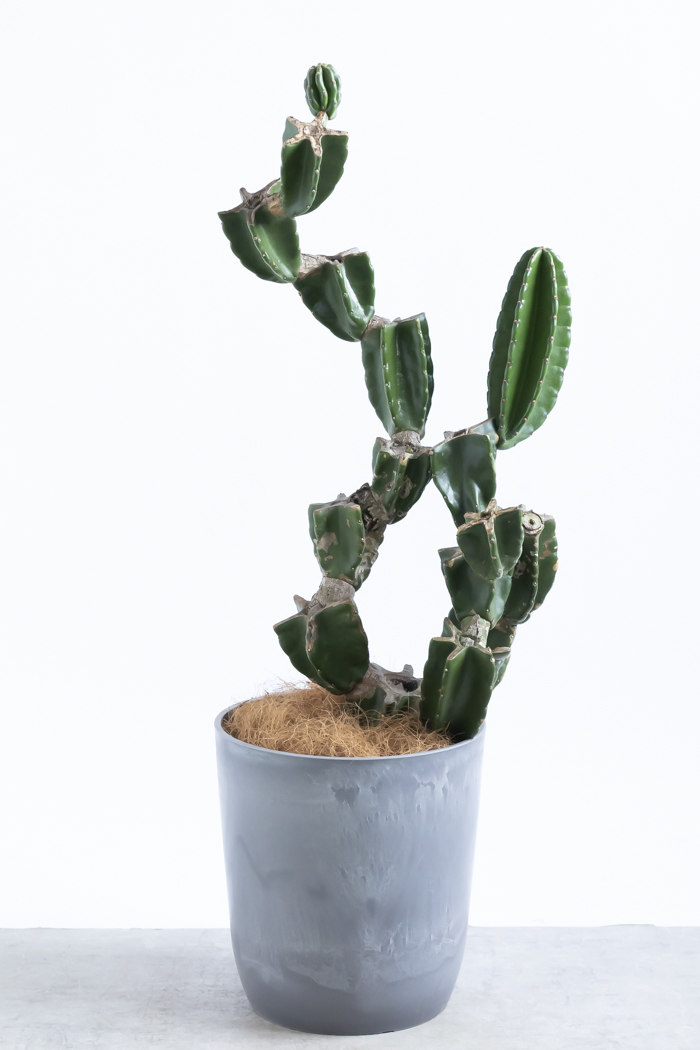 観葉植物 柱サボテン ブランチ 一点もの(B)（8号鉢）の写真1枚目