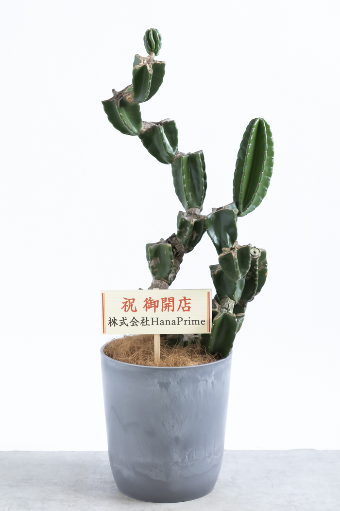 観葉植物 柱サボテン ブランチ 一点もの(B)（8号鉢）｜HanaPrime（ハナ
