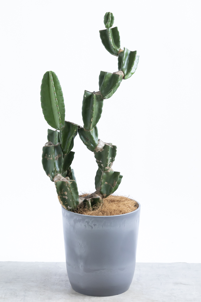 観葉植物 柱サボテン ブランチ 一点もの(B)（8号鉢）の写真3枚目