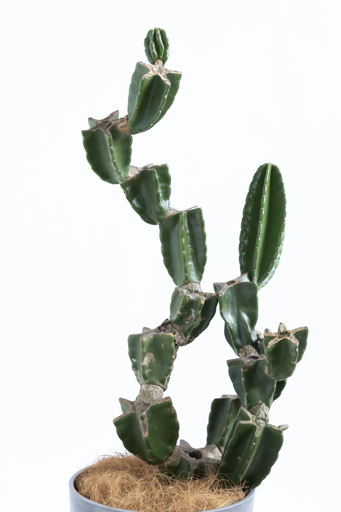 柱サボテン　ブランチ　8鉢セット　B 観葉植物 柱サボテン ブランチ 一点もの(B)（8号鉢）｜HanaPrime（ハナ