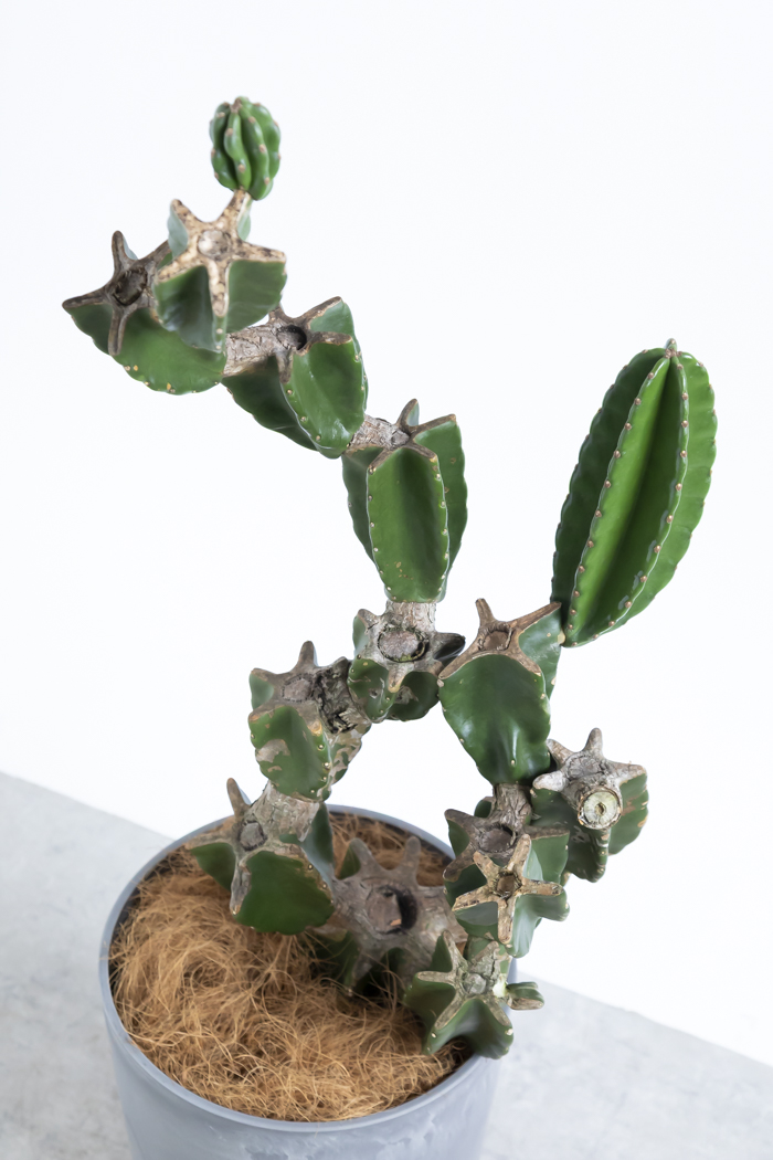 観葉植物 柱サボテン ブランチ 一点もの(B)（8号鉢）の写真5枚目