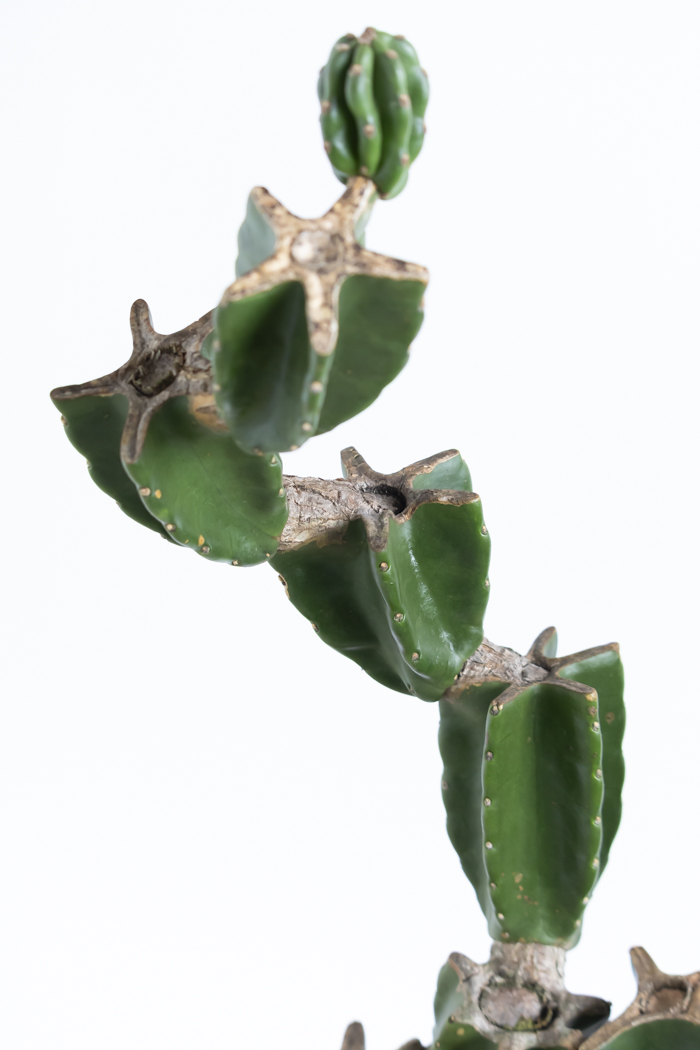 観葉植物 柱サボテン ブランチ 一点もの(B)（8号鉢）の写真7枚目