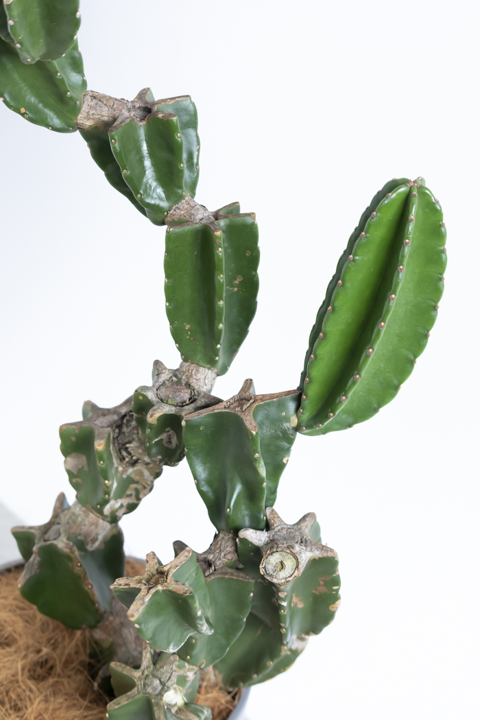 観葉植物 柱サボテン ブランチ 一点もの(B)（8号鉢）の写真9枚目
