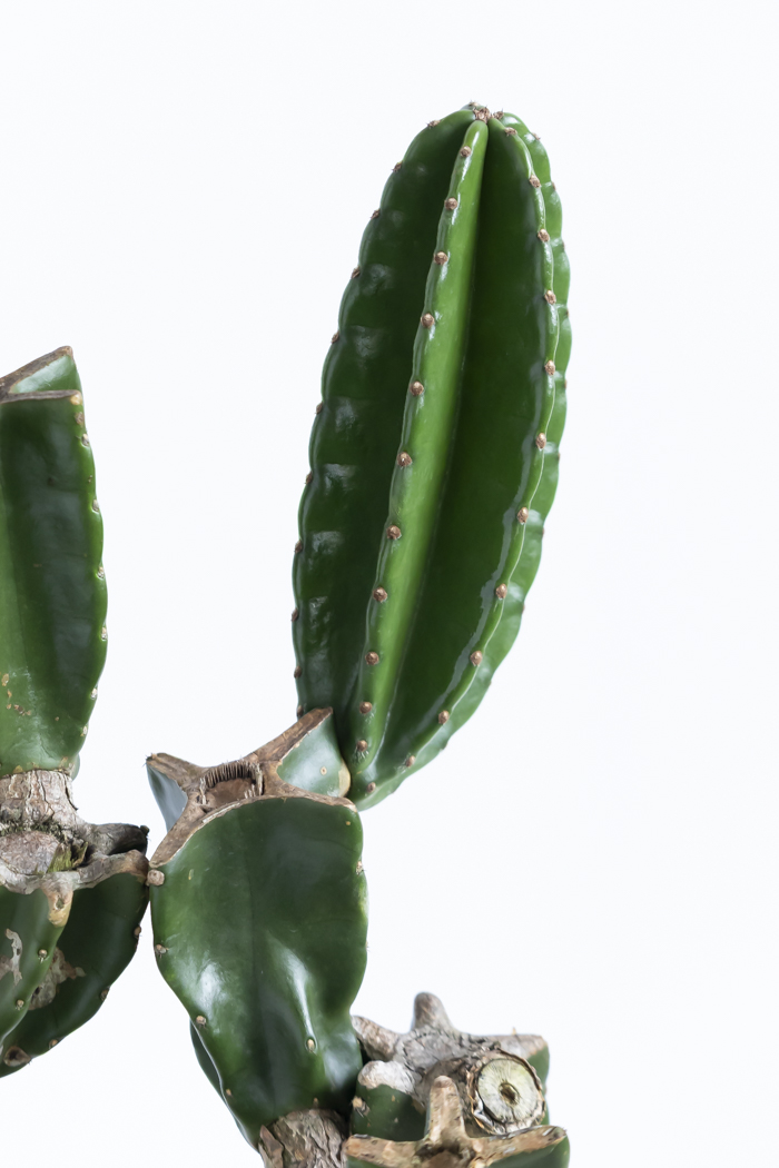 観葉植物 柱サボテン ブランチ 一点もの(B)（8号鉢）の写真11枚目