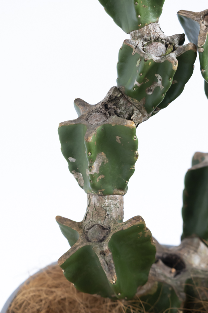 観葉植物 柱サボテン ブランチ 一点もの(B)（8号鉢）の写真12枚目