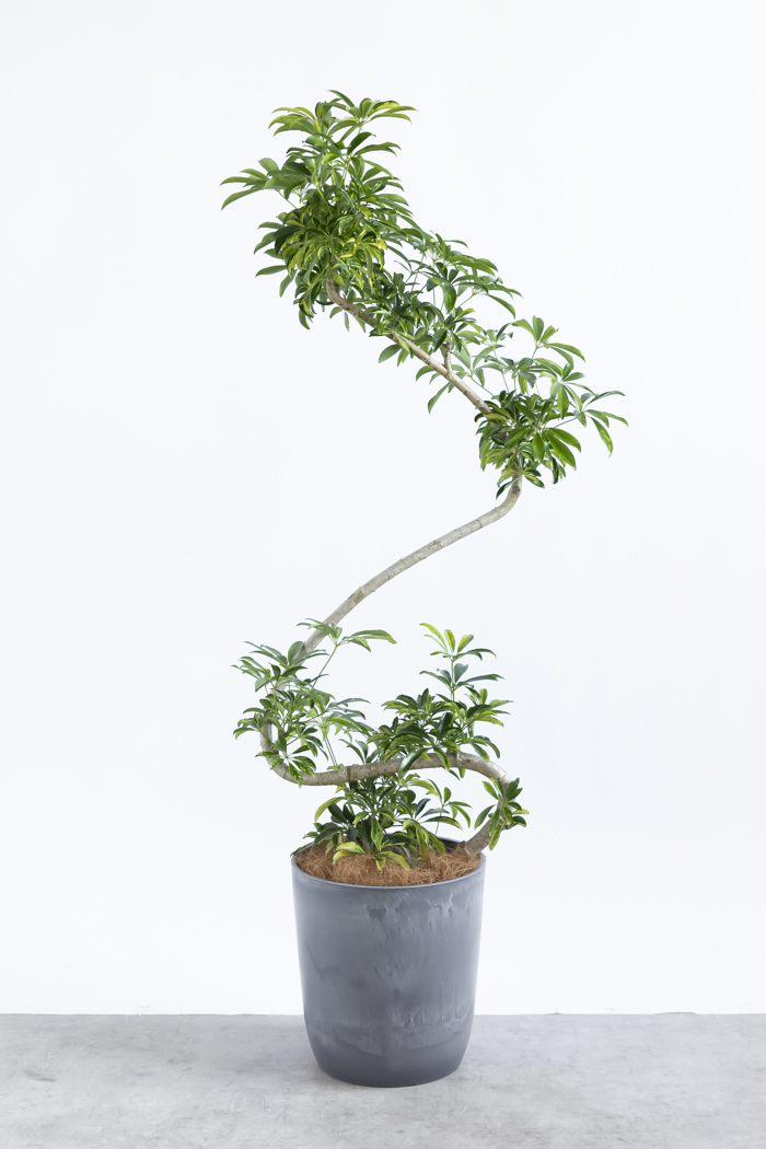 観葉植物 シェフレラ アッシュフォリア曲がり 一点もの（8号鉢）の写真1枚目