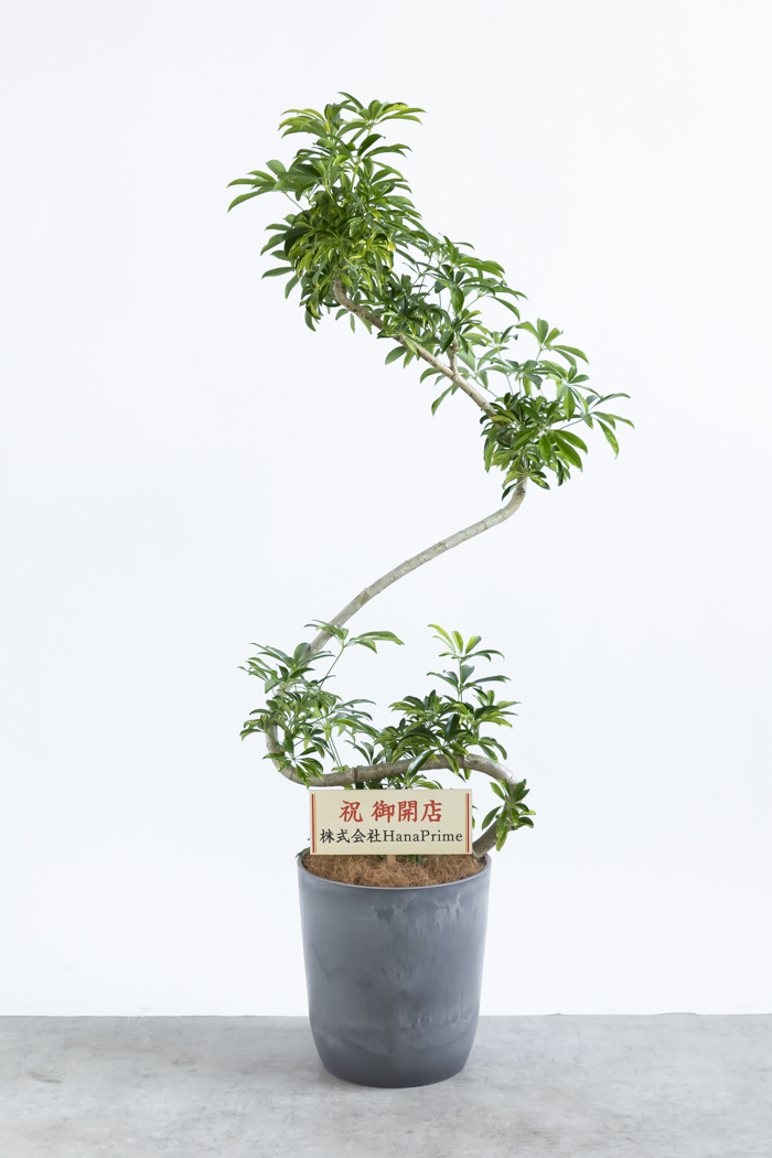 観葉植物 シェフレラ アッシュフォリア曲がり 一点もの（8号鉢）の写真2枚目