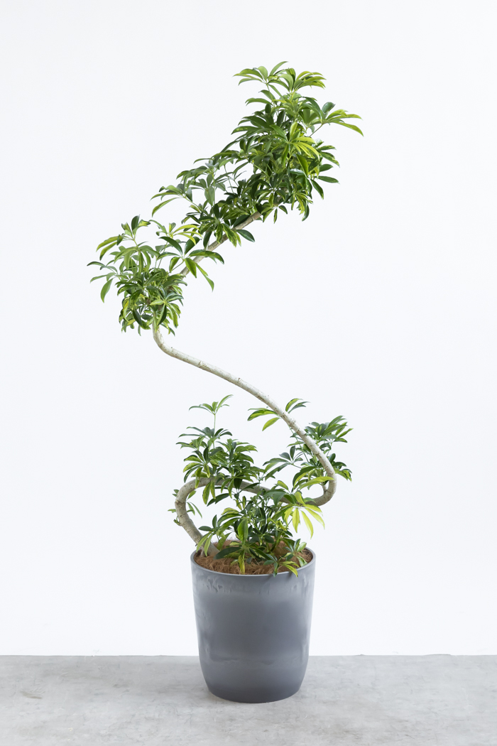観葉植物 シェフレラ アッシュフォリア曲がり 一点もの（8号鉢）の写真3枚目