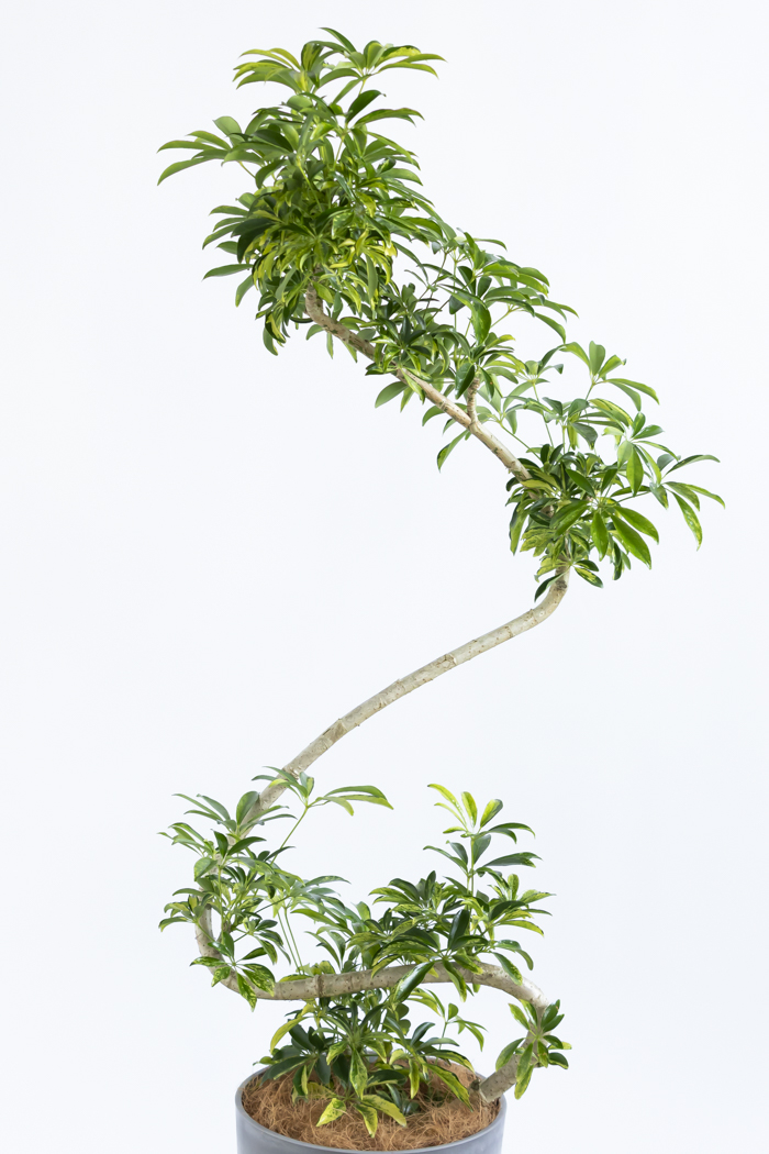 観葉植物 シェフレラ アッシュフォリア曲がり 一点もの（8号鉢）の写真4枚目