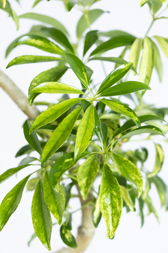 観葉植物 シェフレラ アッシュフォリア曲がり 一点もの（8号鉢）の写真6枚目